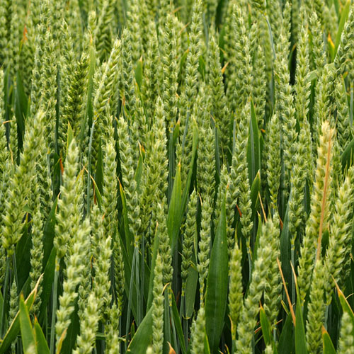 barley-crop