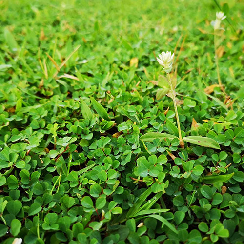 barseem-crop