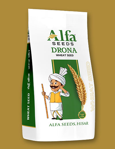 drona-wheat-seed