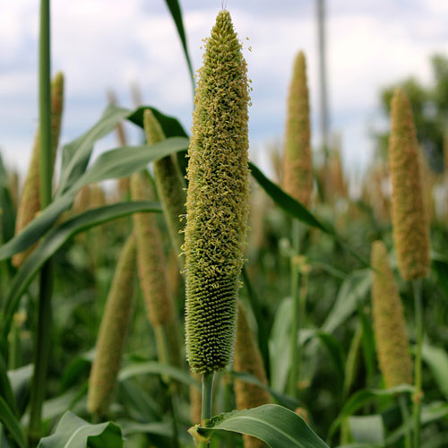 fodder-bajra-crop