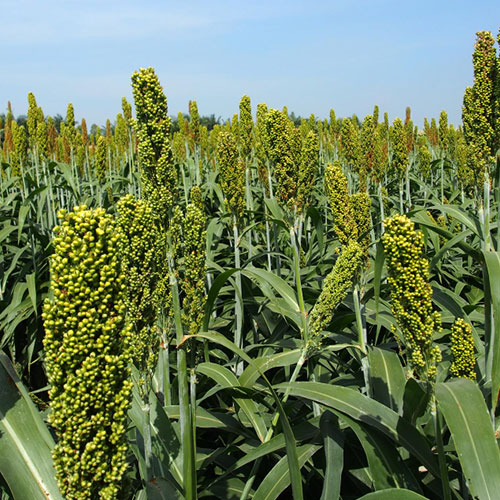 fodder-crops