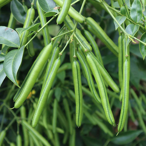 guar-bean-crop