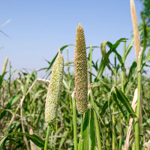 hy-bajra-crop