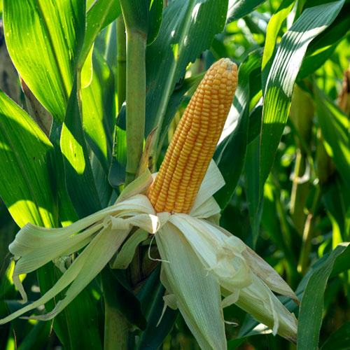 maize-crop