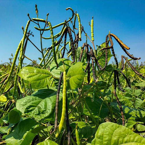 moong-crop