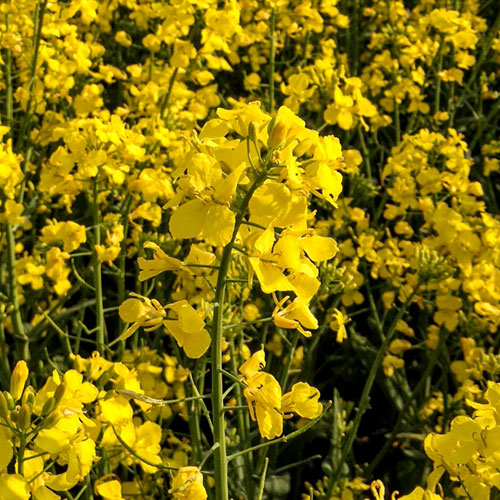 mustard-crop