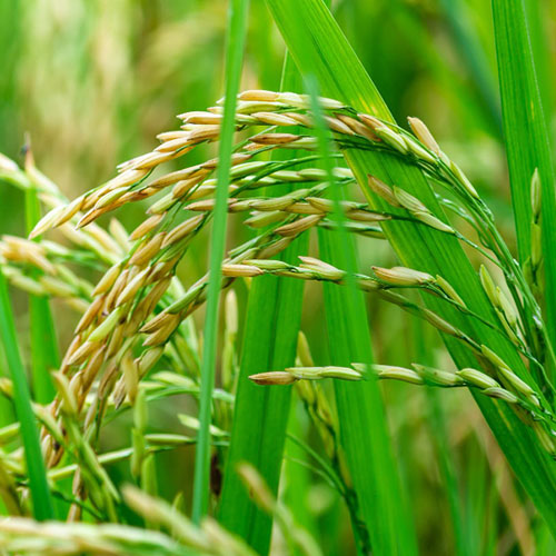 paddy-crop