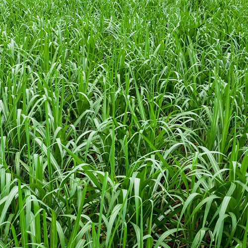 ssg-fodder-crop