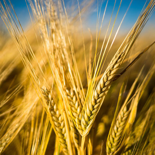 wheat-crop